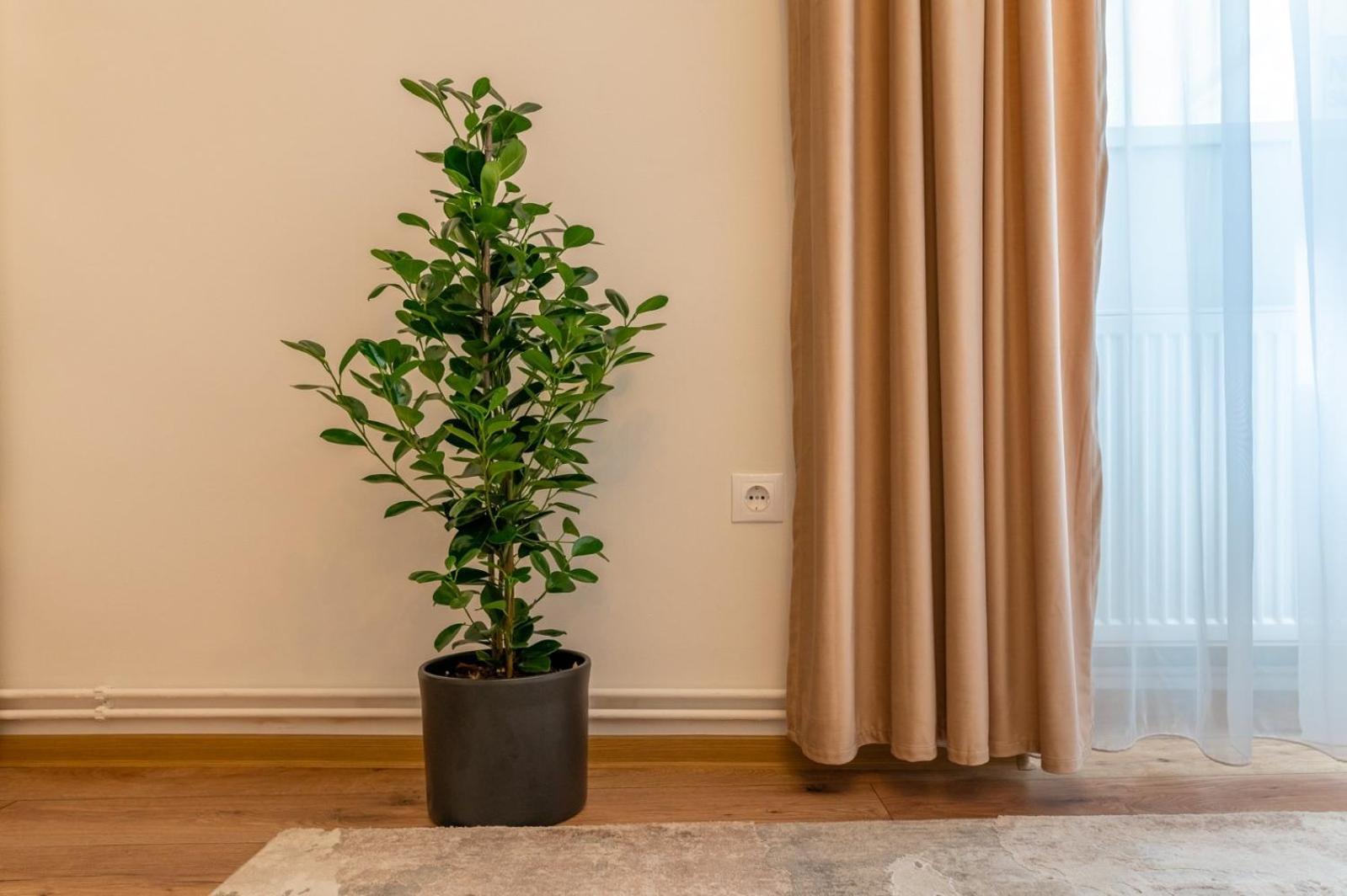 Apartment Balcescu No 10 Sibiu Exterior photo
